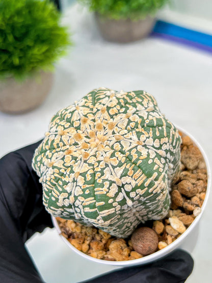 Custom Order- We’ll send you the exact live plant pictured (T9) (g5) | Las Vegas Plant Shp | 3" Pot
