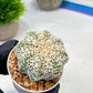 Custom Order- We’ll send you the exact live plant pictured (T9) (g5) | Las Vegas Plant Shp | 3" Pot