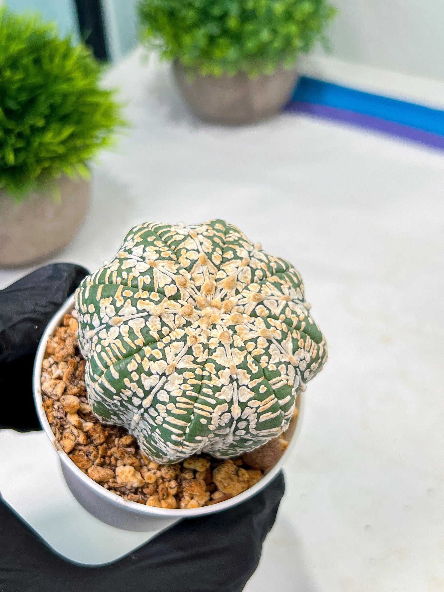 Custom Order- We’ll send you the exact live plant pictured (T9) (g5) | Las Vegas Plant Shp | 3" Pot