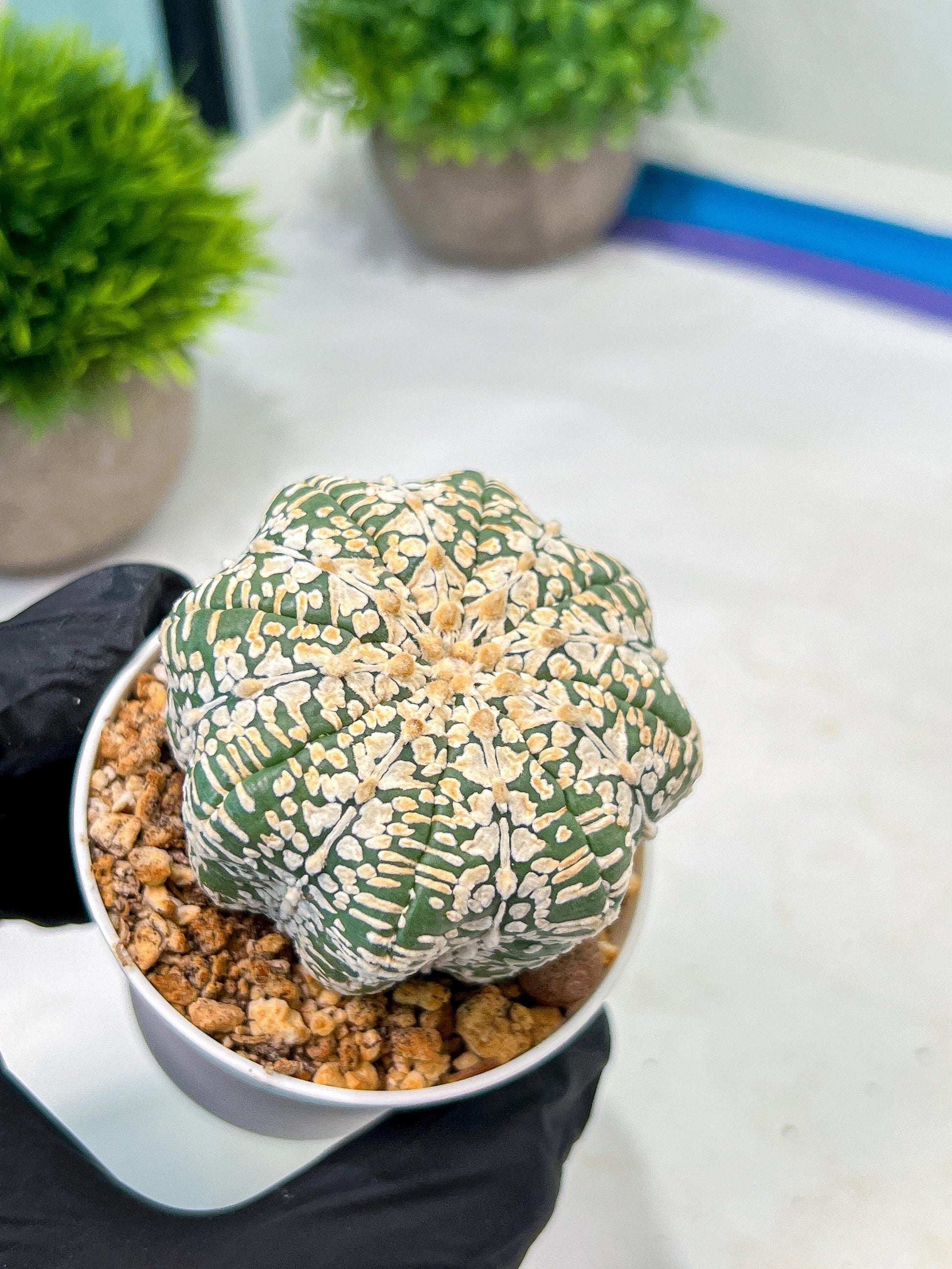 Custom Order- We’ll send you the exact live plant pictured (T9) (g5) | Las Vegas Plant Shp | 3" Pot