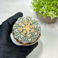 Custom Order- We’ll send you the exact live plant pictured (T9) (g6) | American Plant Seller | 3" Pot