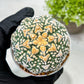 Custom Order- We’ll send you the exact live plant pictured (T9) (g6) | American Plant Seller | 3" Pot