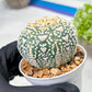 Custom Order- We’ll send you the exact live plant pictured (T9) (g6) | American Plant Seller | 3" Pot