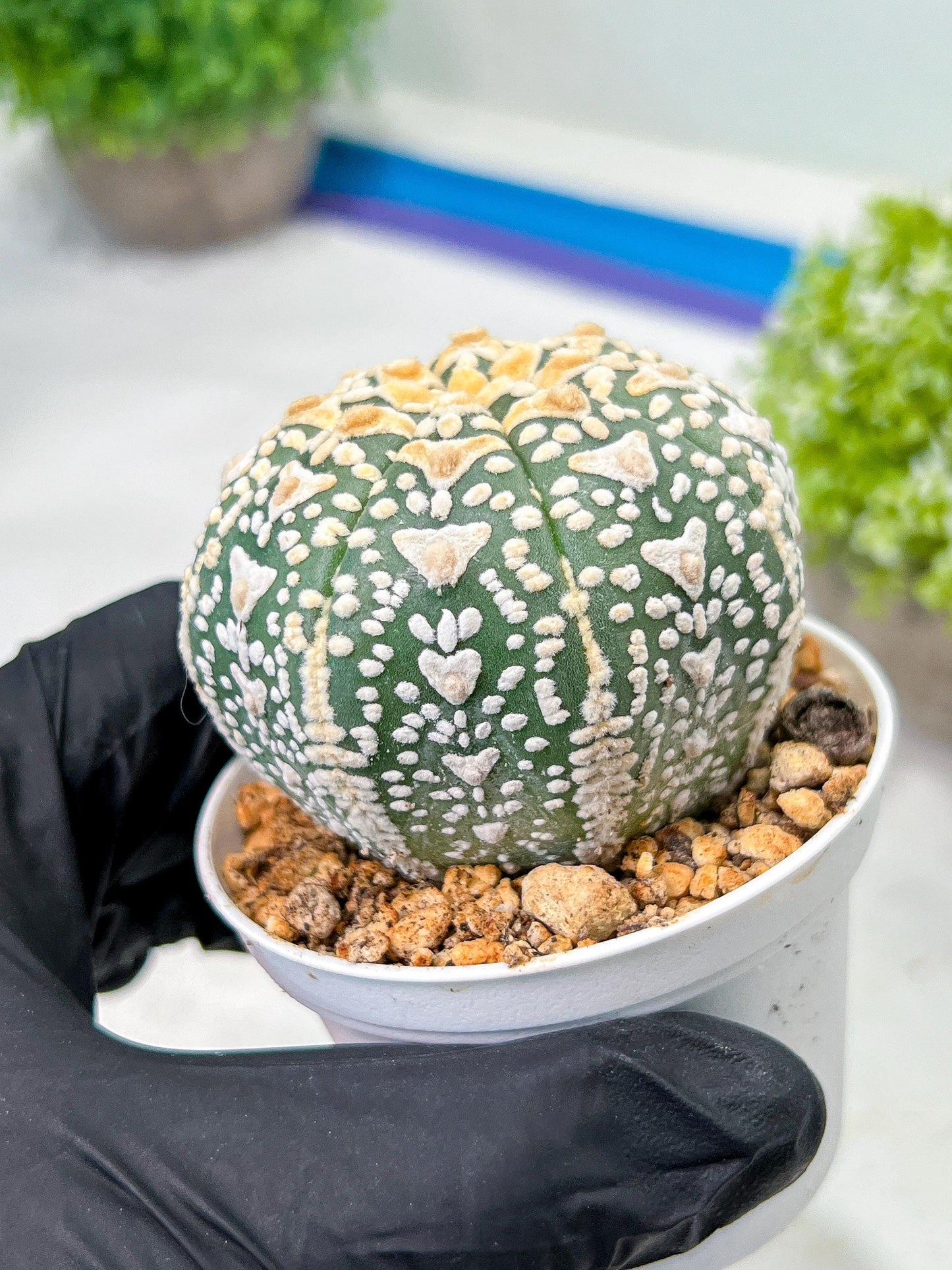 Custom Order- We’ll send you the exact live plant pictured (T9) (g6) | American Plant Seller | 3" Pot