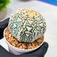 Custom Order- We’ll send you the exact live plant pictured (T9) (g6) | American Plant Seller | 3" Pot