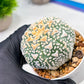 Custom Order- We’ll send you the exact live plant pictured (T9) (g6) | American Plant Seller | 3" Pot