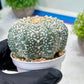 Custom Order- We’ll send you the exact live plant pictured (T9) (r1) | Imported From Japan | 3" Pot