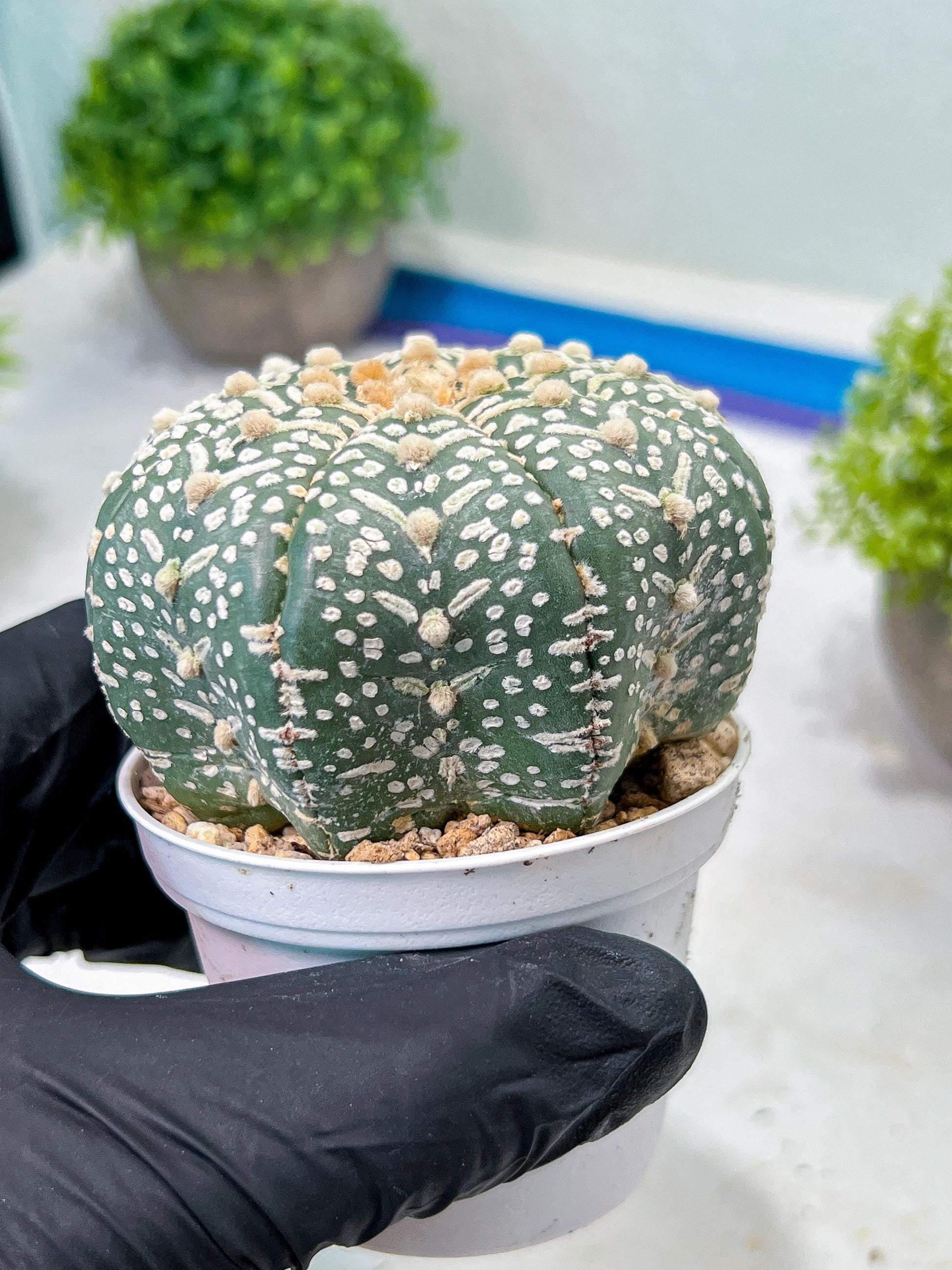 Custom Order- We’ll send you the exact live plant pictured (T9) (r1) | Imported From Japan | 3" Pot