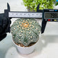 Custom Order- We’ll send you the exact live plant pictured (T9) (r1) | Imported From Japan | 3" Pot