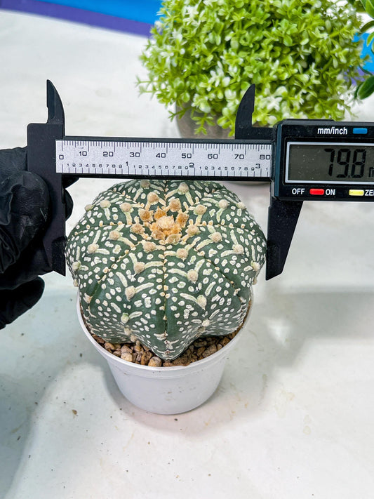 Custom Order- We’ll send you the exact live plant pictured (T9) (r1) | Imported From Japan | 3" Pot
