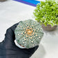 Custom Order- We’ll send you the exact live plant pictured (T9) (r1) | Imported From Japan | 3" Pot