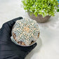 Custom Order- We’ll send you the exact live plant pictured (T9) (r2) | Las Vegas Plant Shop | 3" Pot