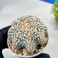 Custom Order- We’ll send you the exact live plant pictured (T9) (r2) | Las Vegas Plant Shop | 3" Pot