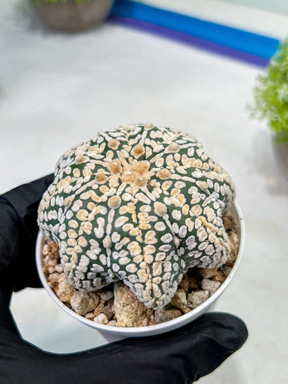 Custom Order- We’ll send you the exact live plant pictured (T9) (r2) | Las Vegas Plant Shop | 3" Pot