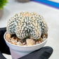 Custom Order- We’ll send you the exact live plant pictured (T9) (r2) | Las Vegas Plant Shop | 3" Pot