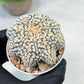 Custom Order- We’ll send you the exact live plant pictured (T9) (r2) | Las Vegas Plant Shop | 3" Pot