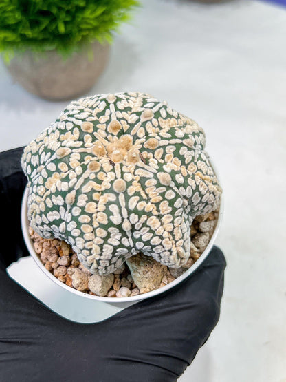 Custom Order- We’ll send you the exact live plant pictured (T9) (r2) | Las Vegas Plant Shop | 3" Pot