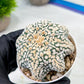 Custom Order- We’ll send you the exact live plant pictured (T9) (r2) | Las Vegas Plant Shop | 3" Pot