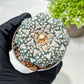 Custom Order- We’ll send you the exact live plant pictured (T9) (r3) | SHIP from USA | 3" Pot