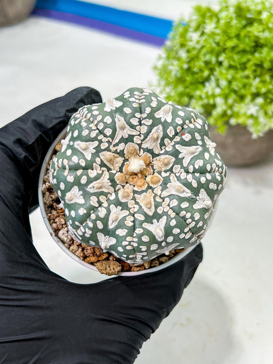 Custom Order- We’ll send you the exact live plant pictured (T9) (r3) | SHIP from USA | 3" Pot