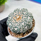 Custom Order- We’ll send you the exact live plant pictured (T9) (r3) | SHIP from USA | 3" Pot