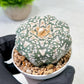 Custom Order- We’ll send you the exact live plant pictured (T9) (r3) | SHIP from USA | 3" Pot