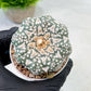 Custom Order- We’ll send you the exact live plant pictured (T9) (r3) | SHIP from USA | 3" Pot