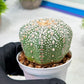 Custom Order- We’ll send you the exact live plant pictured (T9) (r4) | Las Vegas PLANT SELLER| 3" Pot