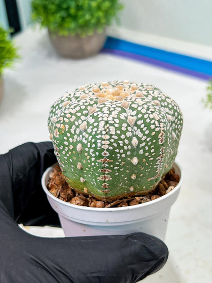 Custom Order- We’ll send you the exact live plant pictured (T9) (r4) | Las Vegas PLANT SELLER| 3" Pot