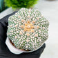 Custom Order- We’ll send you the exact live plant pictured (T9) (r4) | Las Vegas PLANT SELLER| 3" Pot