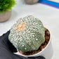 Custom Order- We’ll send you the exact live plant pictured (T9) (r4) | Las Vegas PLANT SELLER| 3" Pot