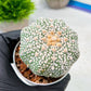 Custom Order- We’ll send you the exact live plant pictured (T9) (r4) | Las Vegas PLANT SELLER| 3" Pot