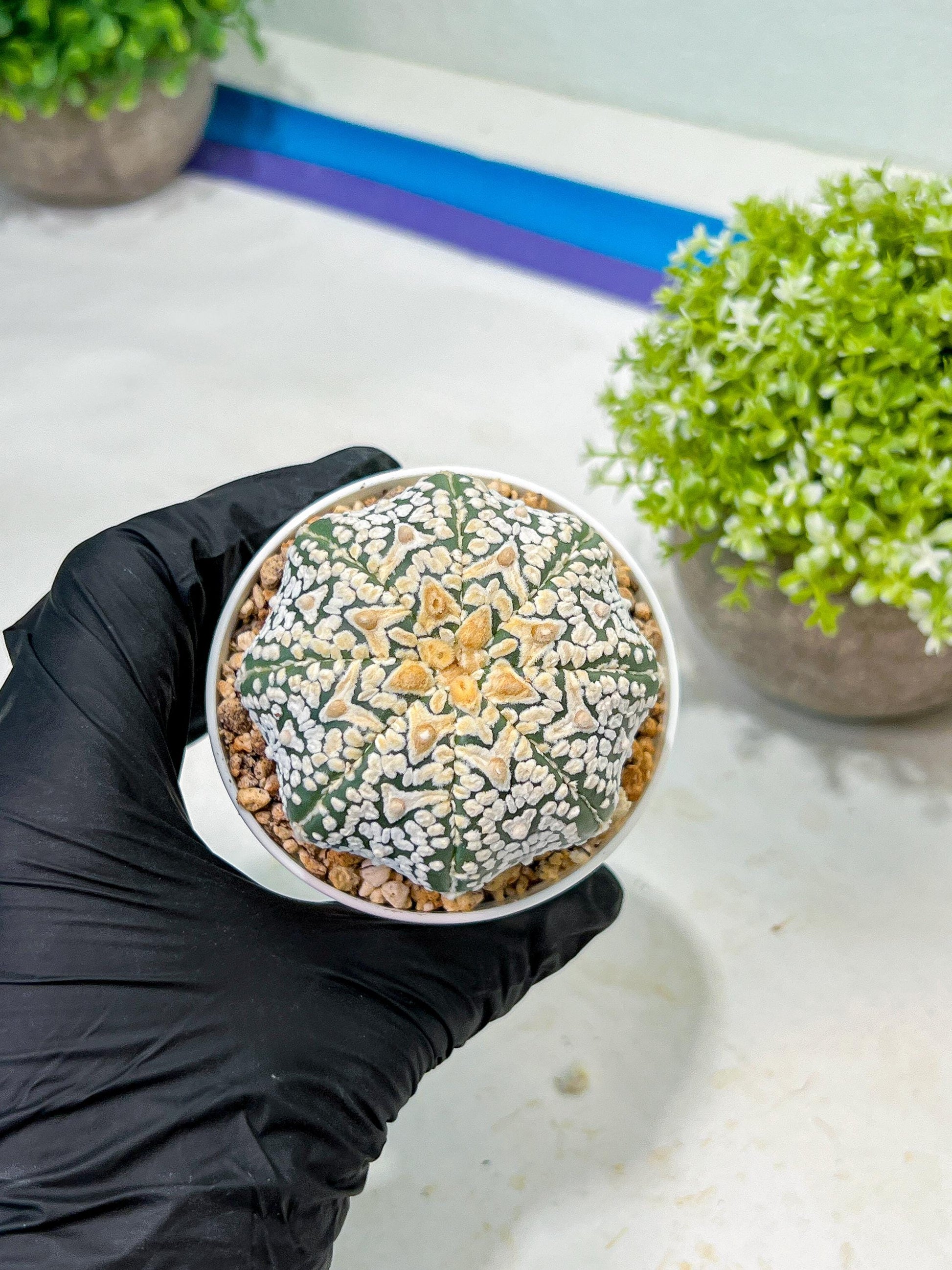 Custom Order- We’ll send you the exact live plant pictured (T9) (r5) | Las Vegas Plant Shp | 3" Pot