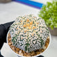 Custom Order- We’ll send you the exact live plant pictured (T9) (r5) | Las Vegas Plant Shp | 3" Pot