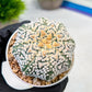 Custom Order- We’ll send you the exact live plant pictured (T9) (r5) | Las Vegas Plant Shp | 3" Pot