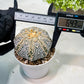 Custom Order- We’ll send you the exact live plant pictured (T9) (r6) | American Plant Seller | 3" Pot