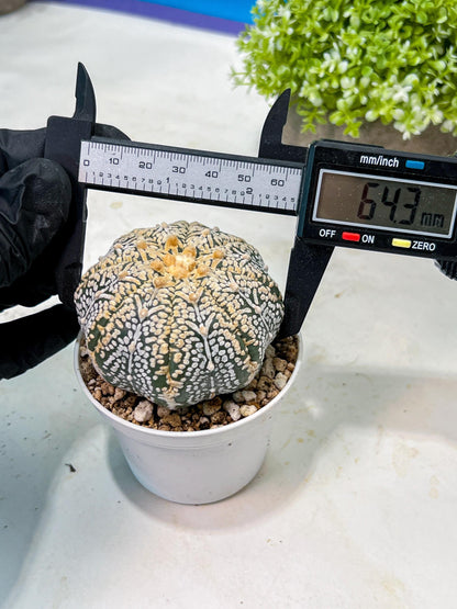 Custom Order- We’ll send you the exact live plant pictured (T9) (r6) | American Plant Seller | 3" Pot