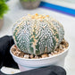 Custom Order- We’ll send you the exact live plant pictured (T9) (r6) | American Plant Seller | 3" Pot