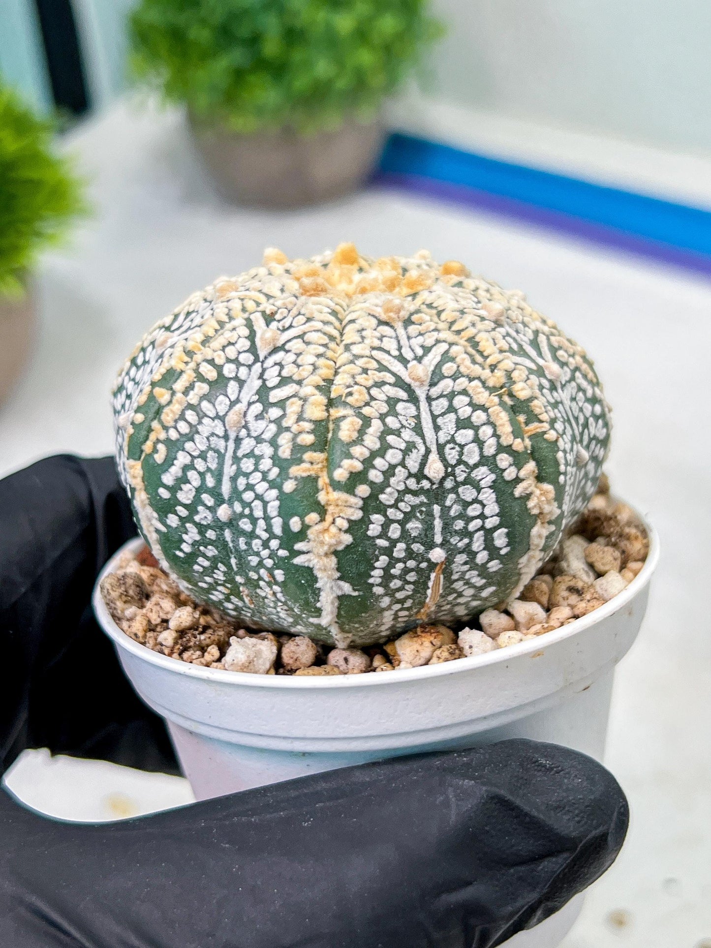 Custom Order- We’ll send you the exact live plant pictured (T9) (r6) | American Plant Seller | 3" Pot
