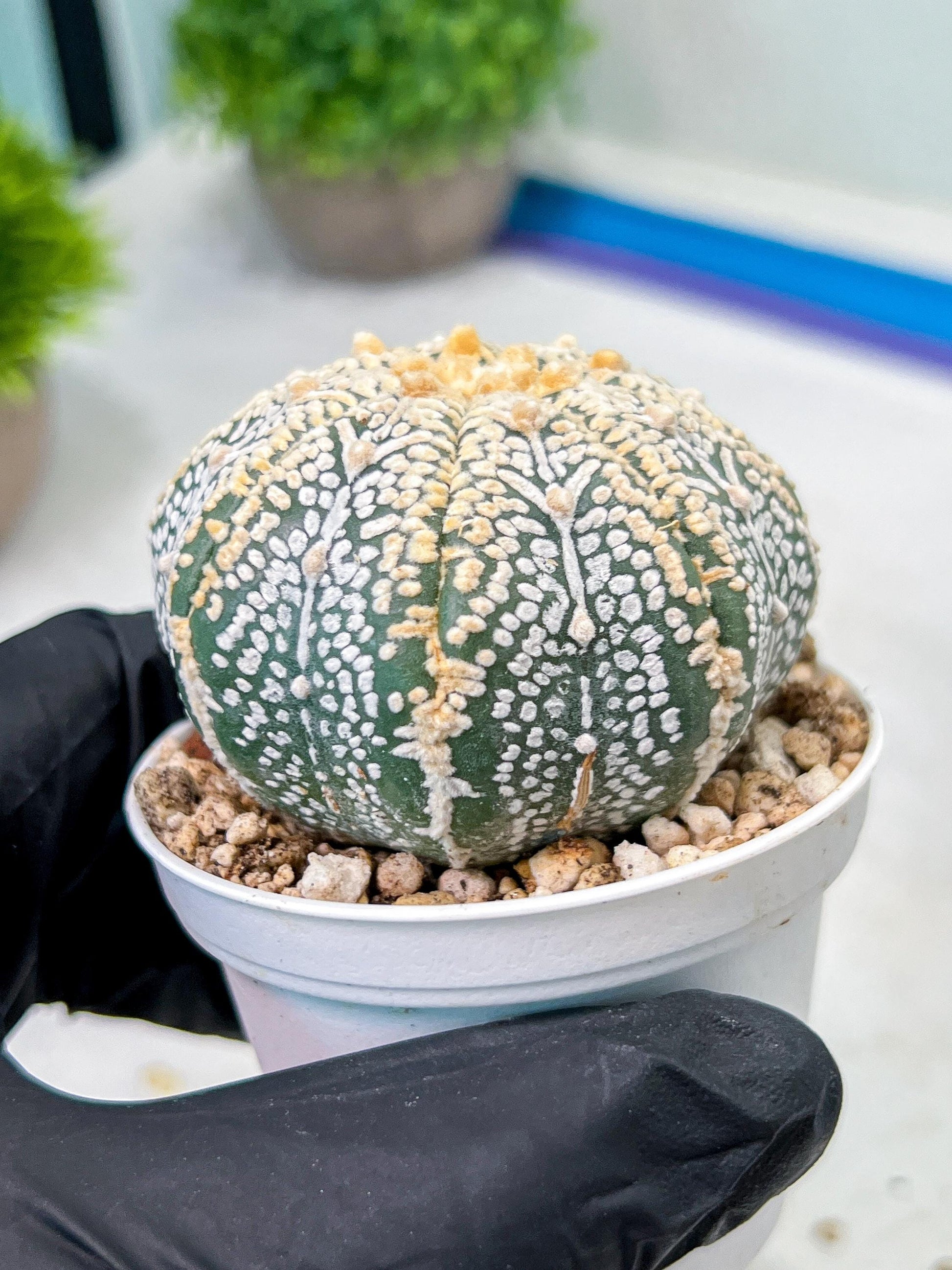 Custom Order- We’ll send you the exact live plant pictured (T9) (r6) | American Plant Seller | 3" Pot