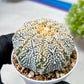 Custom Order- We’ll send you the exact live plant pictured (T9) (r6) | American Plant Seller | 3" Pot