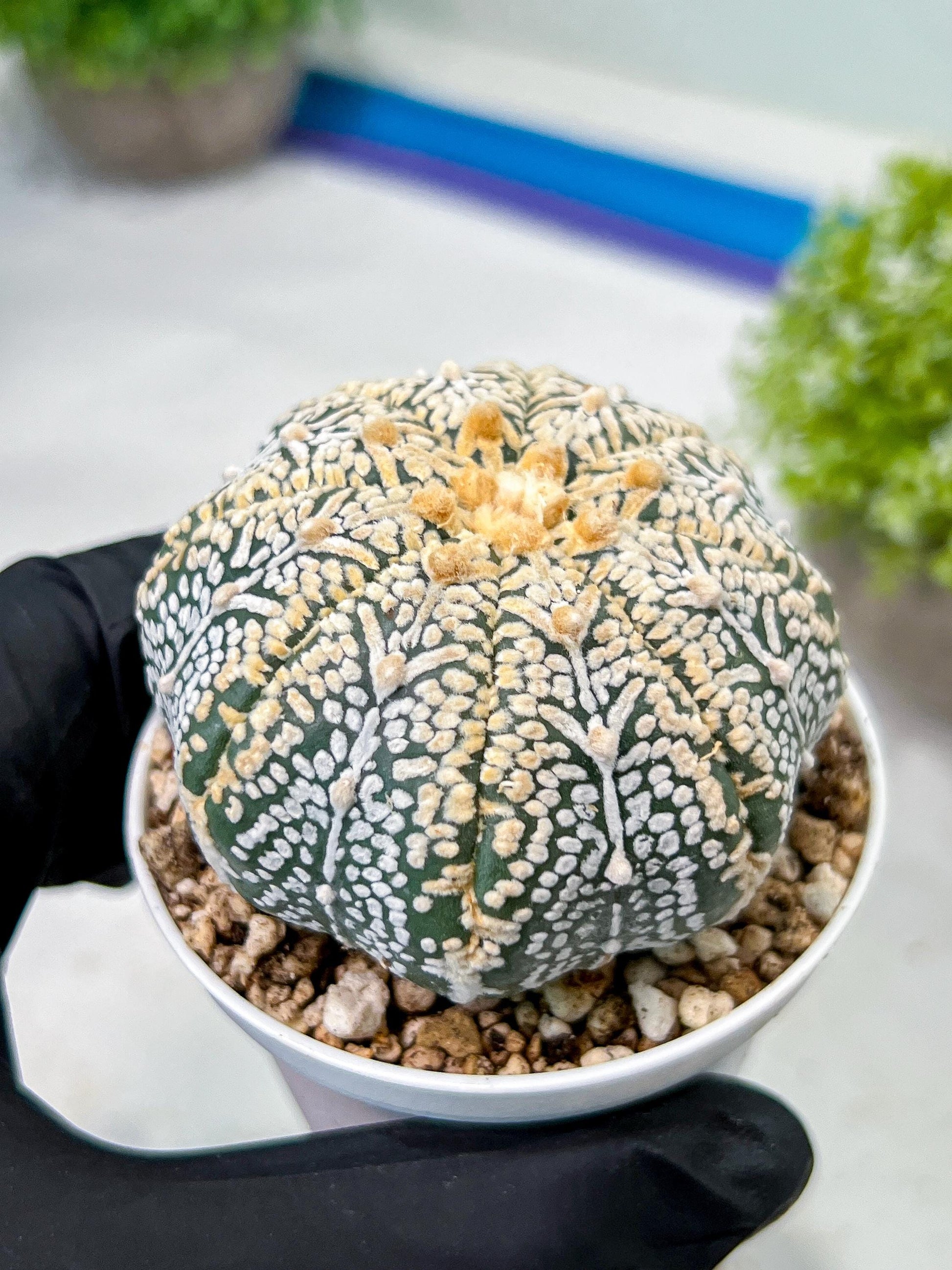 Custom Order- We’ll send you the exact live plant pictured (T9) (r6) | American Plant Seller | 3" Pot