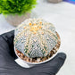Custom Order- We’ll send you the exact live plant pictured (T9) (r6) | American Plant Seller | 3" Pot