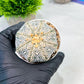 Custom Order- We’ll send you the exact live plant pictured (T9) (r6) | American Plant Seller | 3" Pot