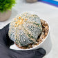 Custom Order- We’ll send you the exact live plant pictured (T9) (r6) | American Plant Seller | 3" Pot