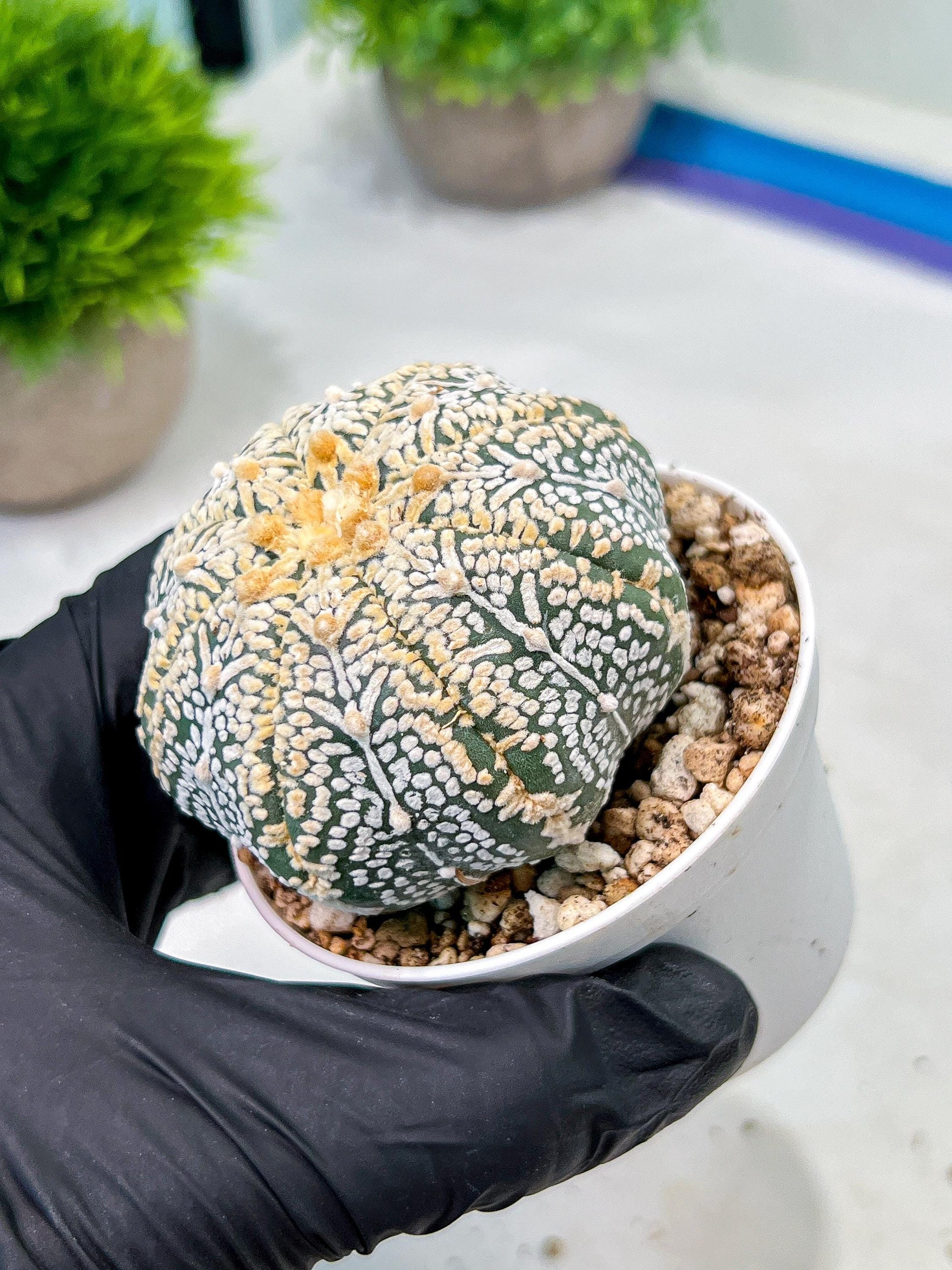 Custom Order- We’ll send you the exact live plant pictured (T9) (r6) | American Plant Seller | 3" Pot