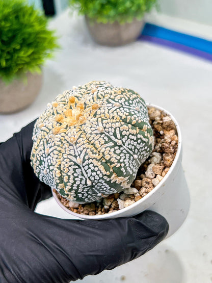 Custom Order- We’ll send you the exact live plant pictured (T9) (r6) | American Plant Seller | 3" Pot