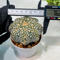 Custom Order- We’ll send you the exact live plant pictured (T9) (p1) | Imported From Japan | 3" Pot