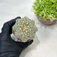 Custom Order- We’ll send you the exact live plant pictured (T9) (p1) | Imported From Japan | 3" Pot