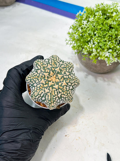 Custom Order- We’ll send you the exact live plant pictured (T9) (p1) | Imported From Japan | 3" Pot